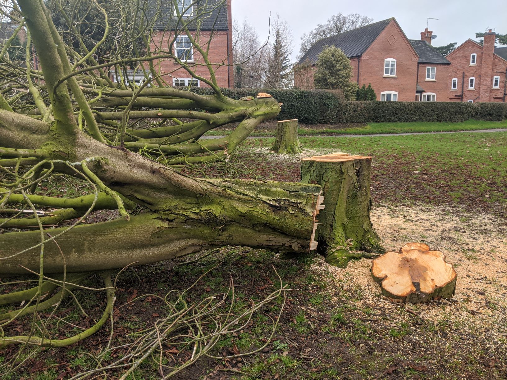 The trees were felled...